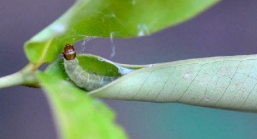 Jak se vypořádat s housenkami na jabloni a jak zacházet se stromy, přehled prostředků a přípravků